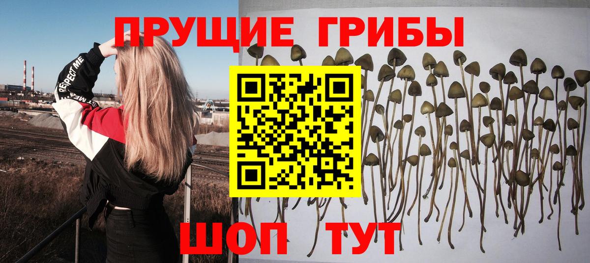 Псилоцибиновые грибы MAGIC MUSHROOMS  Вход с VPN  Кузнецк  Псилоцибиновые грибы мухоморы 